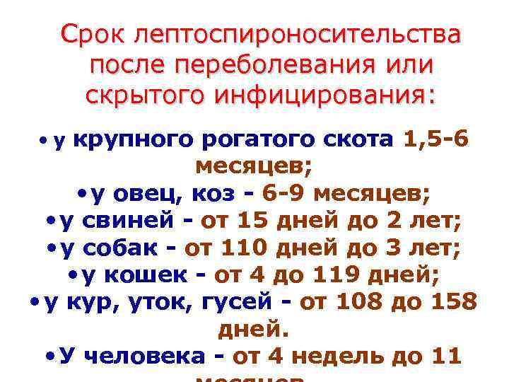  Срок лептоспироносительства после переболевания или  скрытого инфицирования:  • у крупного рогатого