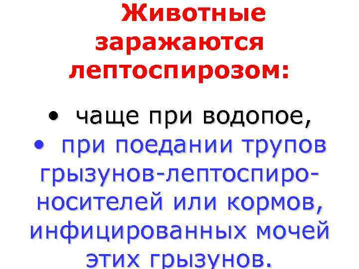  Животные заражаются  лептоспирозом: • чаще при водопое,  • при поедании трупов
