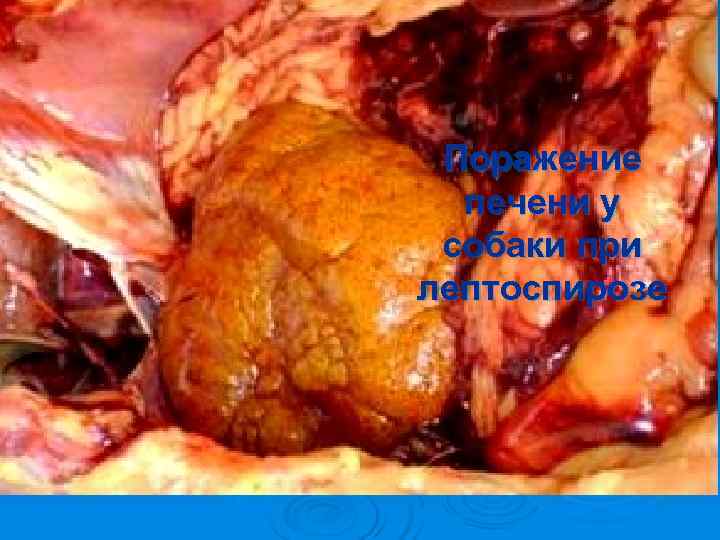  Поражение  печени у собаки при лептоспирозе 
