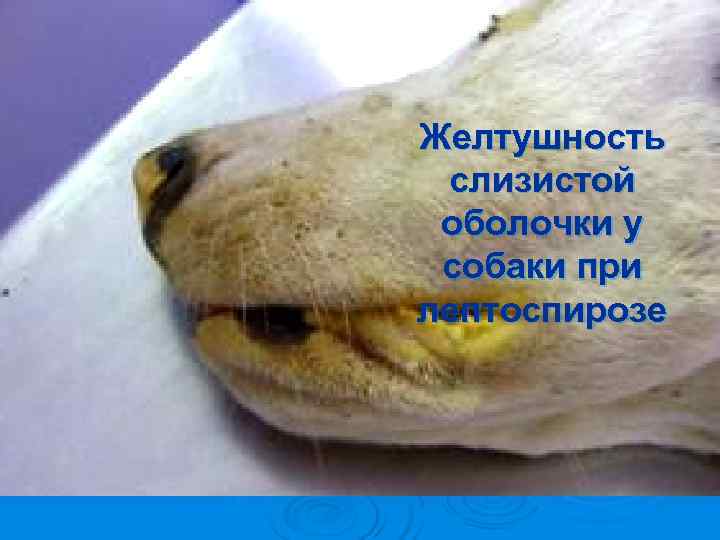 Желтушность слизистой оболочки у собаки при лептоспирозе 