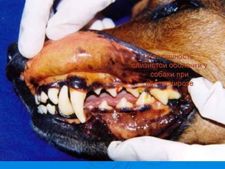   Желтушность слизистой оболочки у собаки при  лептоспирозе 