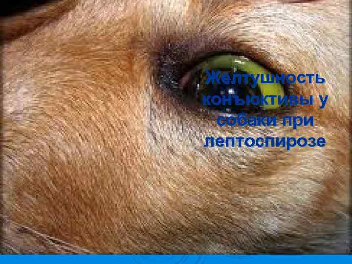 Желтушность конъюктивы у  собаки при лептоспирозе 