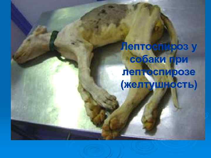 Лептоспироз у  собаки при лептоспирозе (желтушность) 