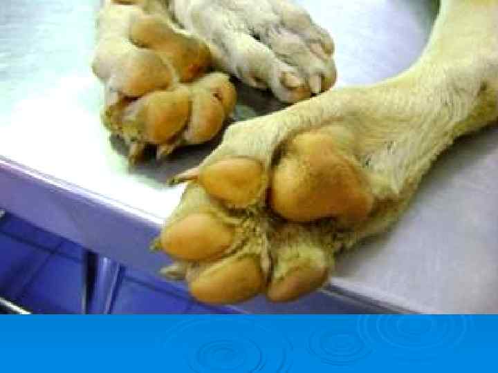 Желтушность  мякишев  пальцев у собаки при лептоспирозе 