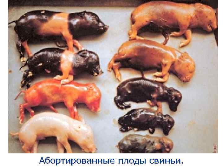 Абортированные плоды свиньи. 
