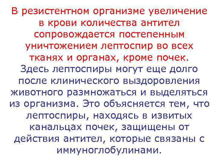 В резистентном организме увеличение  в крови количества антител сопровождается постепенным  уничтожением лептоспир