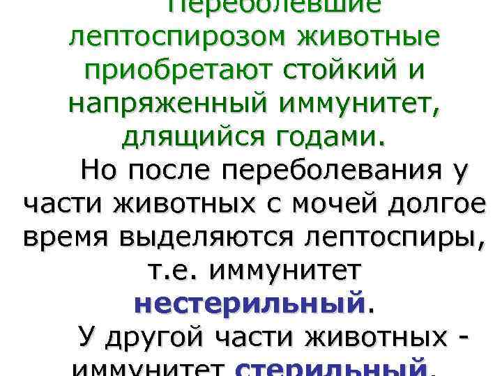   Переболевшие  лептоспирозом животные приобретают стойкий и  напряженный иммунитет,  