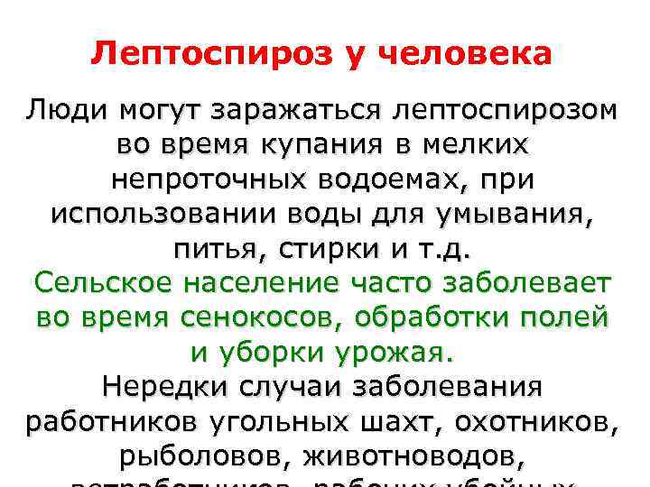   Лептоспироз у человека Люди могут заражаться лептоспирозом  во время купания в