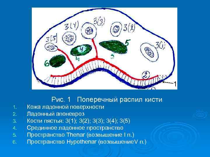      1    Рис. 1 Поперечный распил кисти