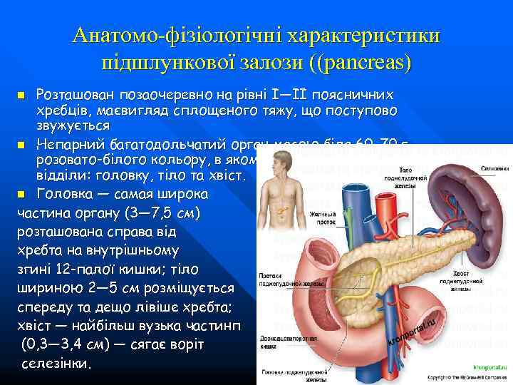   Анатомо-фізіологічні характеристики   підшлункової залози ((pancreas) n Розташован позаочеревно на рівні