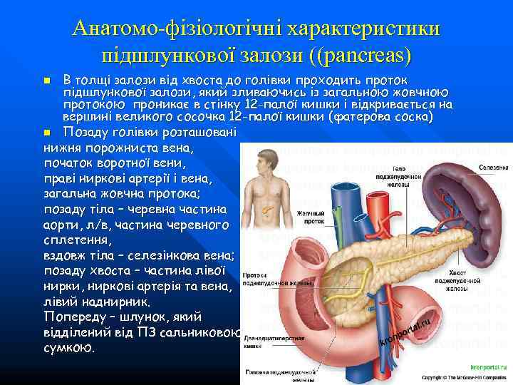   Анатомо-фізіологічні характеристики  підшлункової залози ((pancreas) n В толщі залози від хвоста