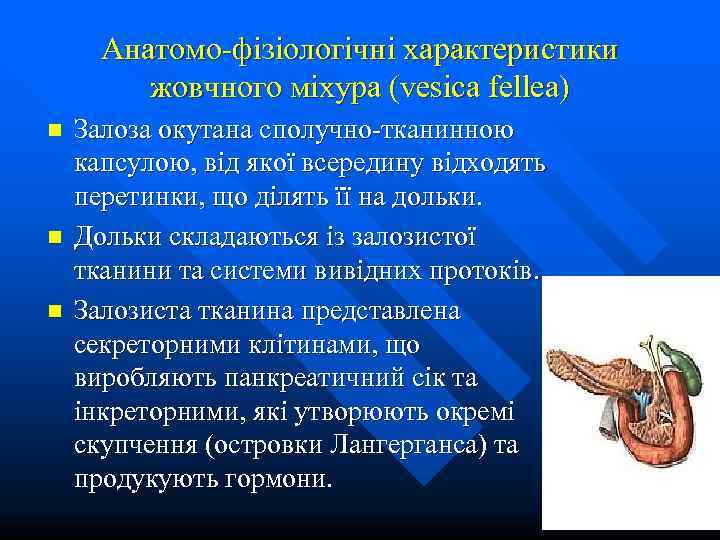  Анатомо-фізіологічні характеристики   жовчного міхура (vesica fellea) n  Залоза окутана сполучно-тканинною