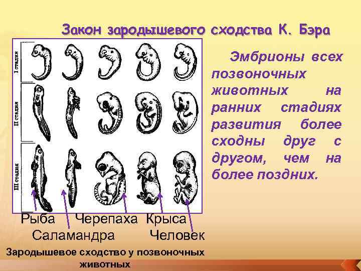 Зародышевый период развития человека картинка