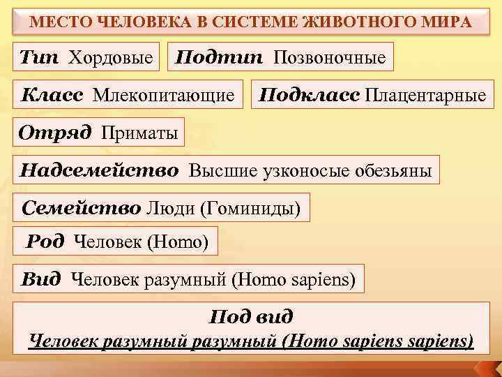 МЕСТО ЧЕЛОВЕКА В СИСТЕМЕ ЖИВОТНОГО МИРА Тип Хордовые  Подтип Позвоночные Класс Млекопитающие Подкласс