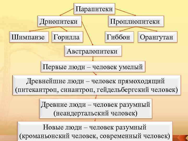    Парапитеки  Дриопитеки  Проплиопитеки Шимпанзе  Горилла   Гиббон