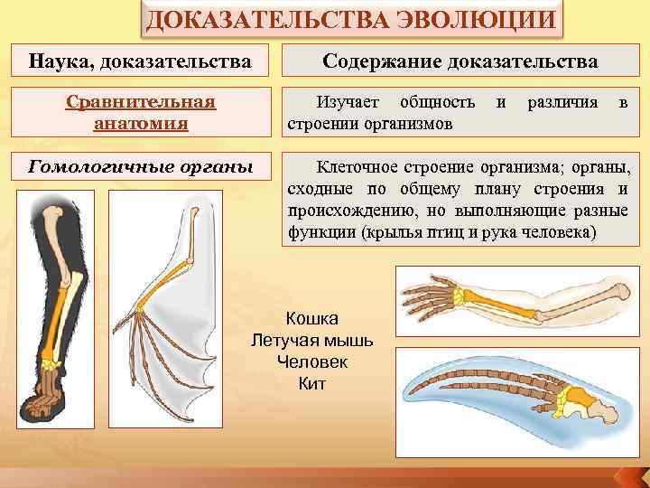   ДОКАЗАТЕЛЬСТВА ЭВОЛЮЦИИ Наука, доказательства Содержание доказательства  Сравнительная  Изучает общность и