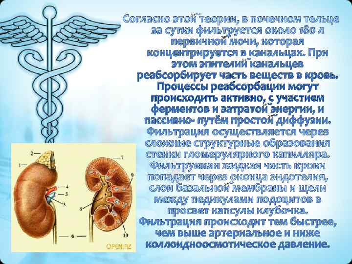 Согласно этой теории, в почечном тельце  за сутки фильтруется около 180 л 