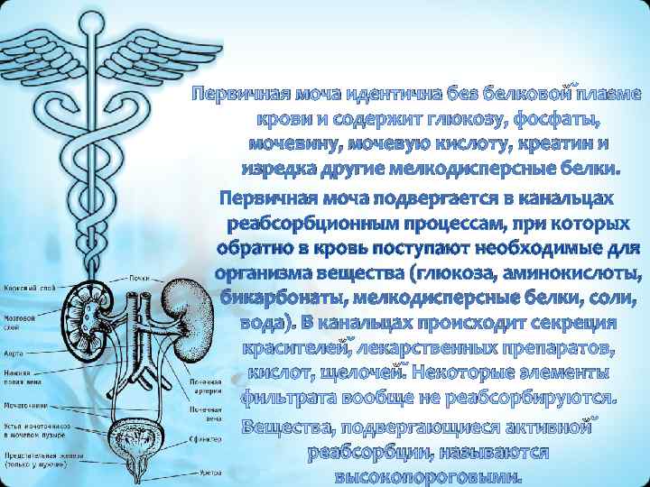 Первичная моча идентична без белковой плазме   крови и содержит глюкозу, фосфаты, 