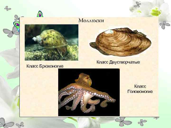     Класс Двустворчатые Класс Брюхоногие    Класс  