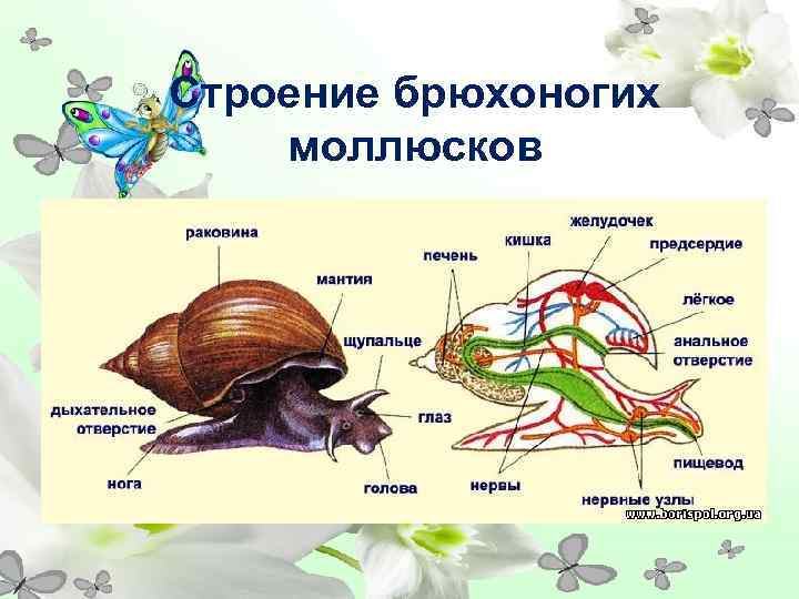 Строение брюхоногих моллюсков 