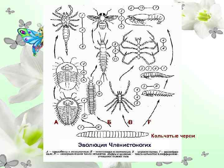 А  Б В  Г      Кольчатые черви Эволюция