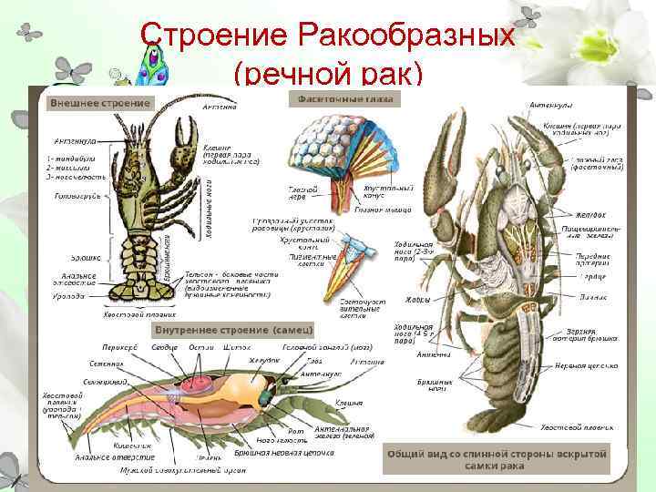 Строение Ракообразных (речной рак) 