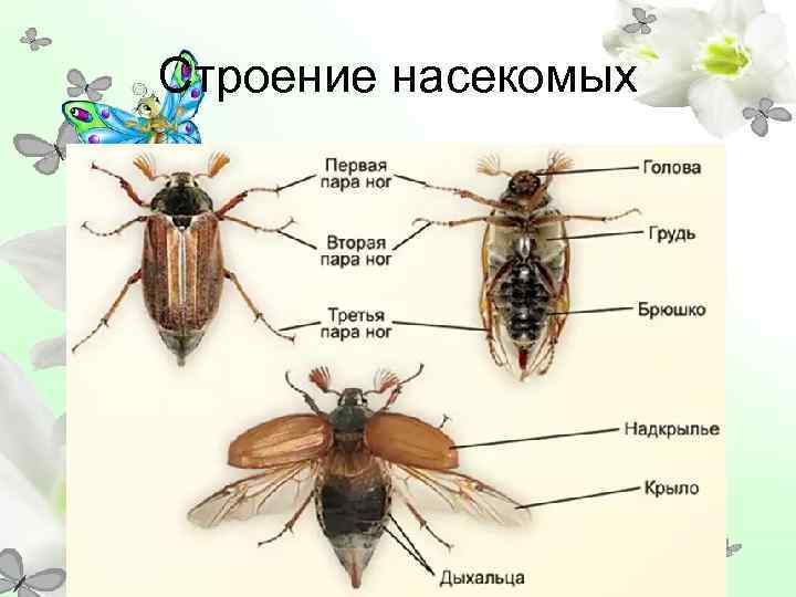 Строение насекомых 