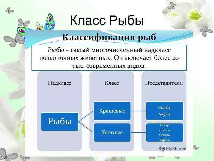 Класс Рыбы 