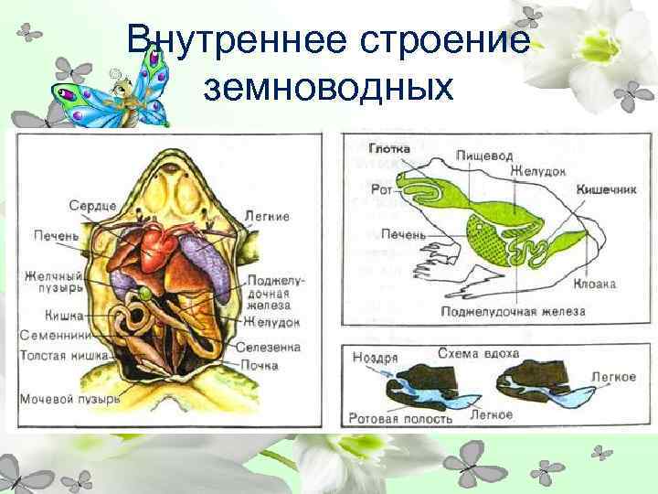 Внутреннее строение  земноводных 