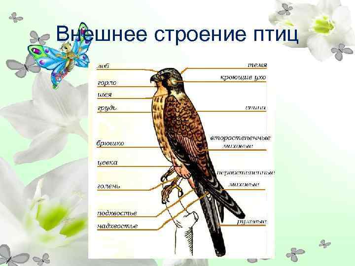 Внешнее строение птиц 
