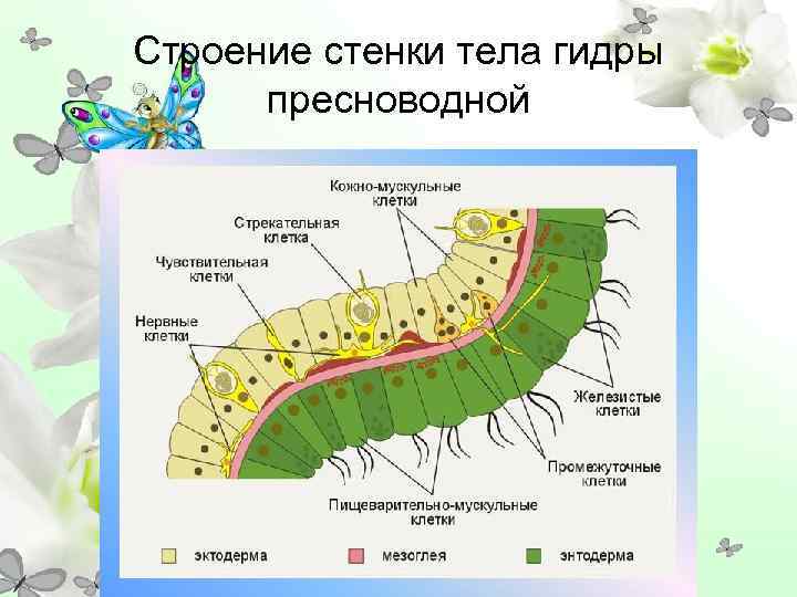 Строение стенки тела гидры  пресноводной 