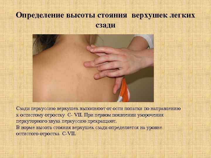 Определение высоты стояния верхушек легких    сзади Сзади перкуссию верхушек выполняют от