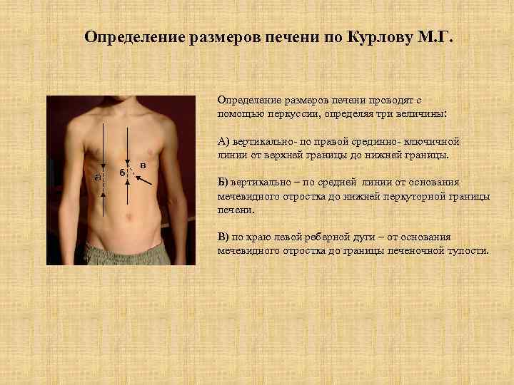 Определение размеров печени по Курлову М. Г. Определение размеров печени проводят с помощью перкуссии,
