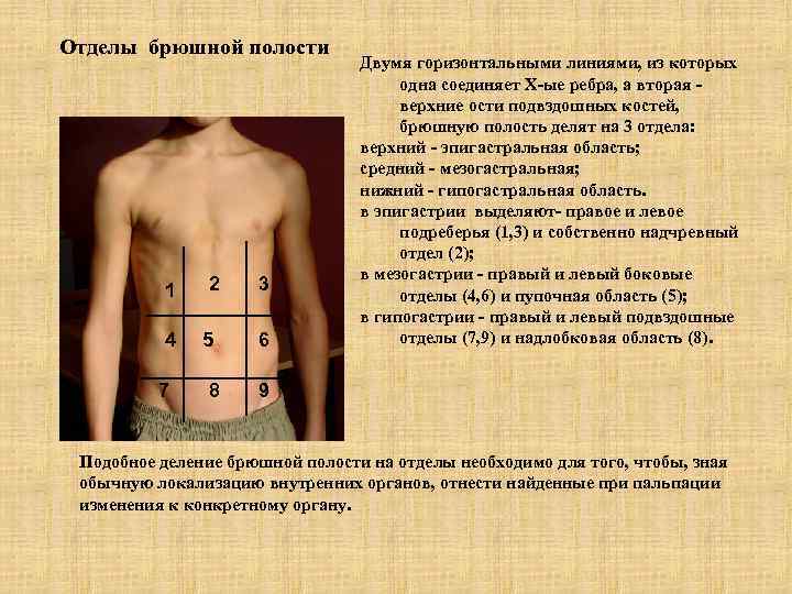 Отделы брюшной полости 1 4 7 2 5 8 3 6 Двумя горизонтальными линиями,