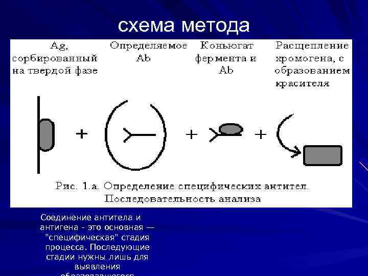 схема метода Соединение антитела и антигена - это основная — схема метода Соединение антитела и антигена - это основная —