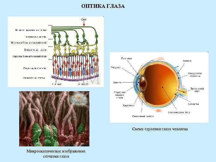 ОПТИКА ГЛАЗА Схема строения глаза ОПТИКА ГЛАЗА Схема строения глаза