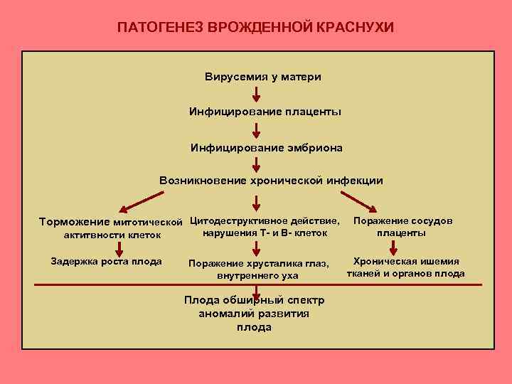 План обследования при краснухе