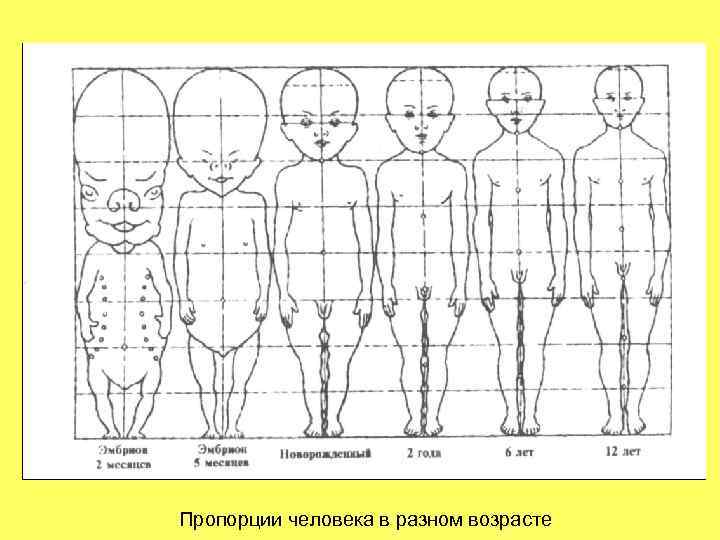 Сравнение людей по возрасту презентация для детей