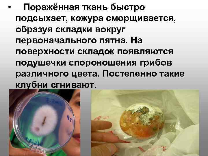  • Поражённая ткань быстро подсыхает, кожура сморщивается, образуя складки вокруг первоначального пятна. На