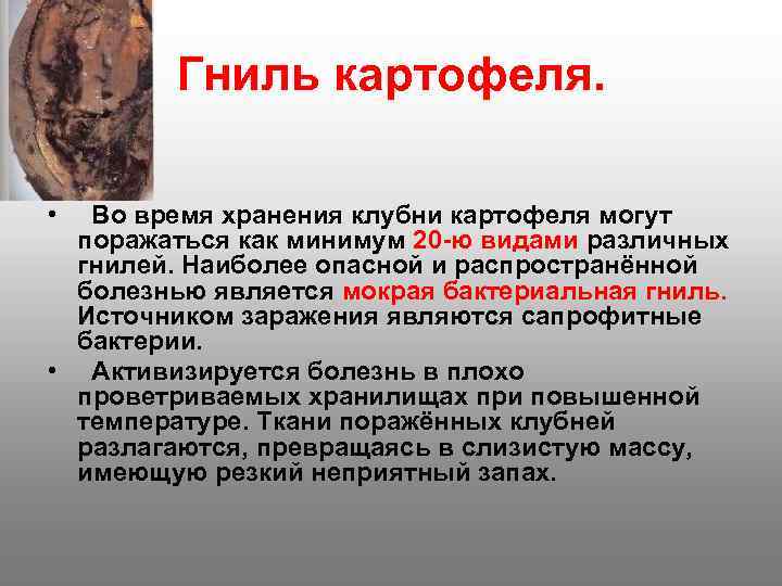   Гниль картофеля.  •  Во время хранения клубни картофеля могут 