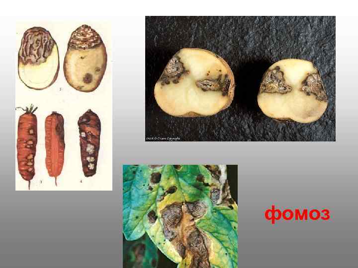 фомоз 