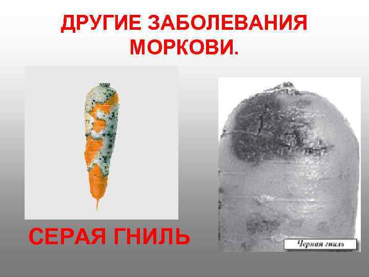  ДРУГИЕ ЗАБОЛЕВАНИЯ  МОРКОВИ. СЕРАЯ ГНИЛЬ 