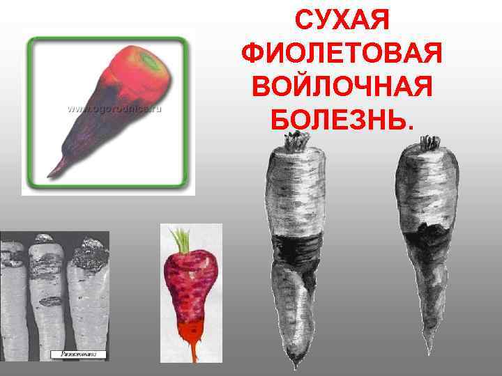  СУХАЯ ФИОЛЕТОВАЯ ВОЙЛОЧНАЯ БОЛЕЗНЬ. 