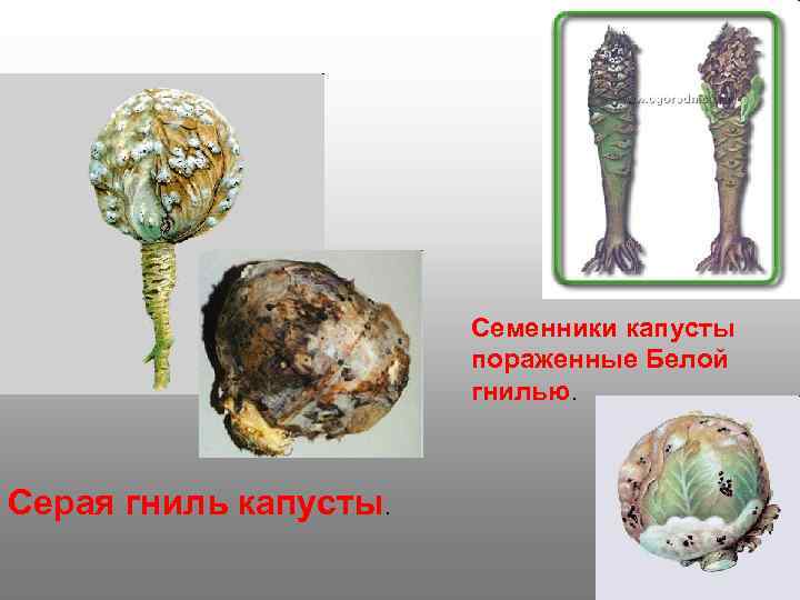    Семенники капусты    пораженные Белой   