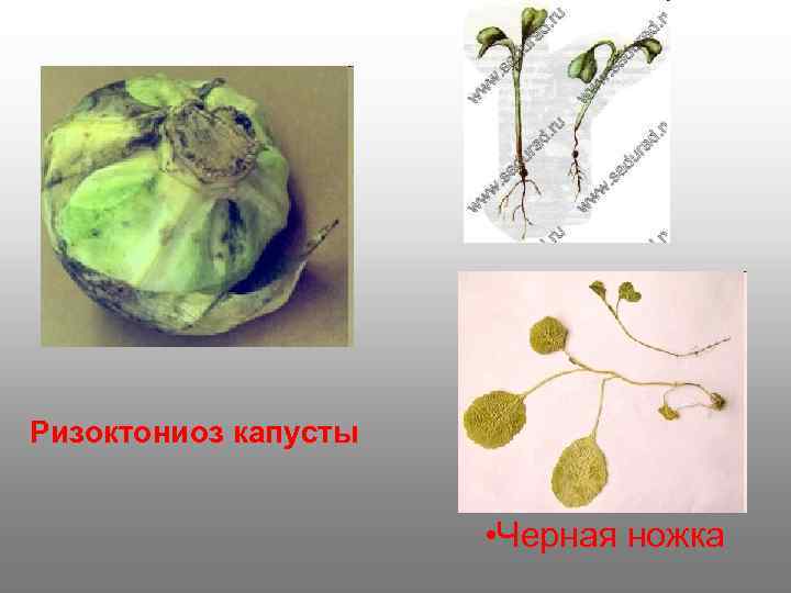 Ризоктониоз капусты     • Черная ножка 