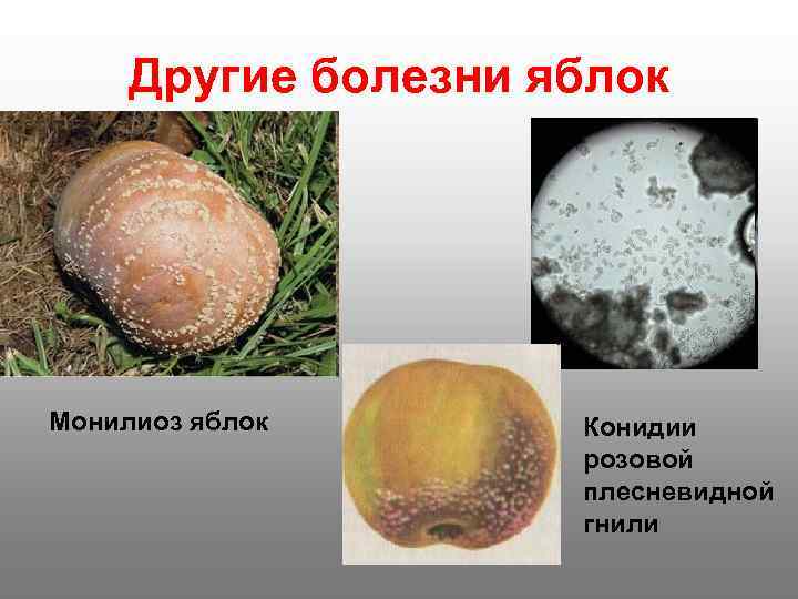  Другие болезни яблок Монилиоз яблок  Конидии     розовой 