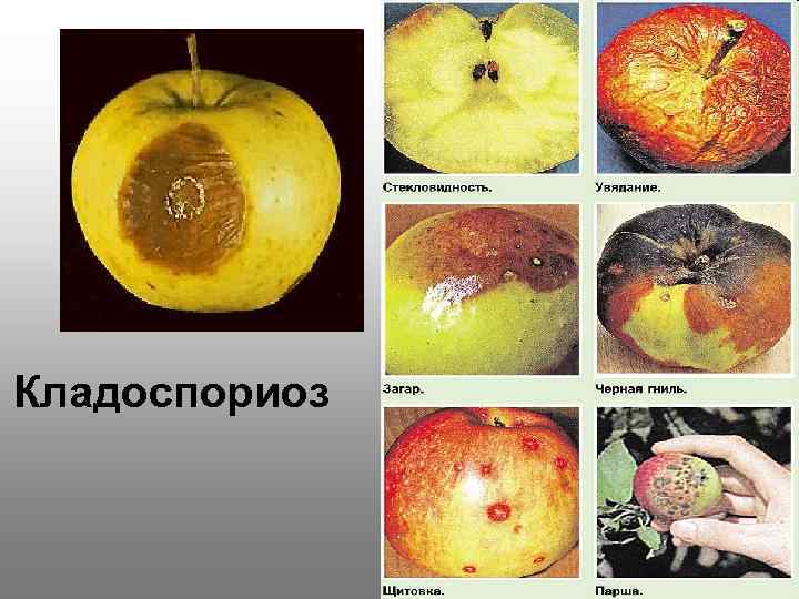 Кладоспориоз 