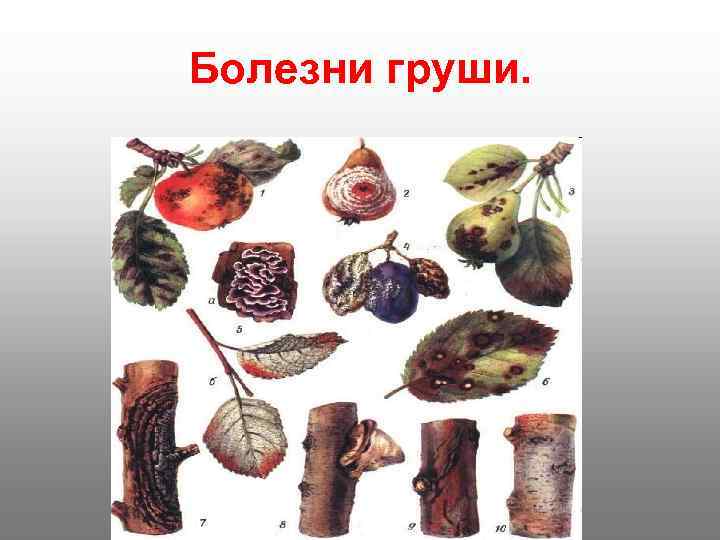 Болезни груши. 