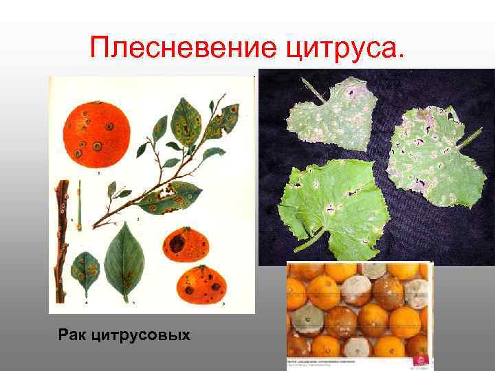  Плесневение цитруса. Рак цитрусовых 