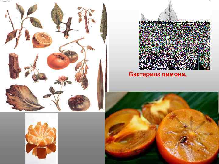 Бактериоз лимона. 